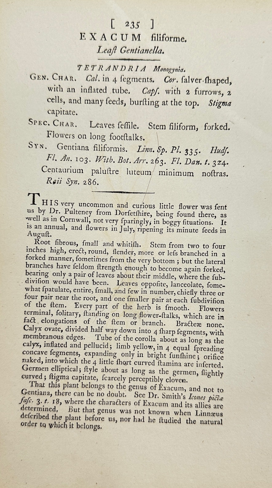 Antique Print - Sowerby - Exacum Filiforme - Threadleaf False Buttonweed - F1