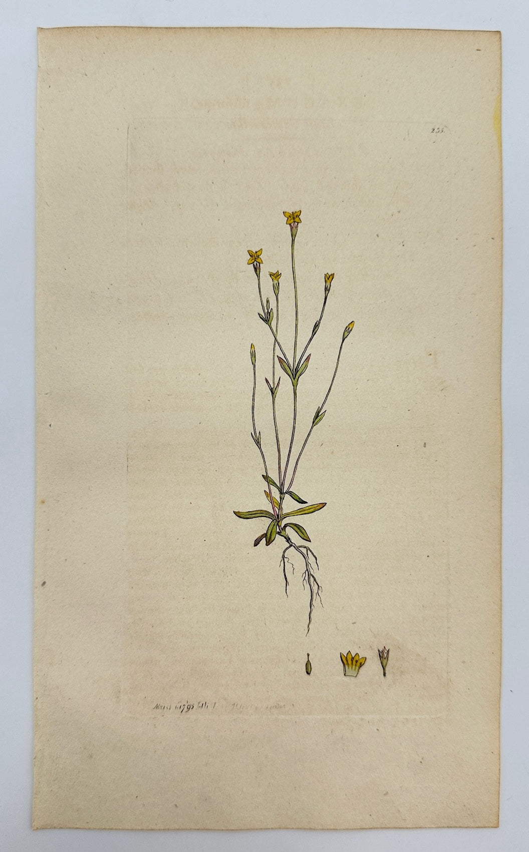 Antique Print - Sowerby - Exacum Filiforme - Threadleaf False Buttonweed - F1