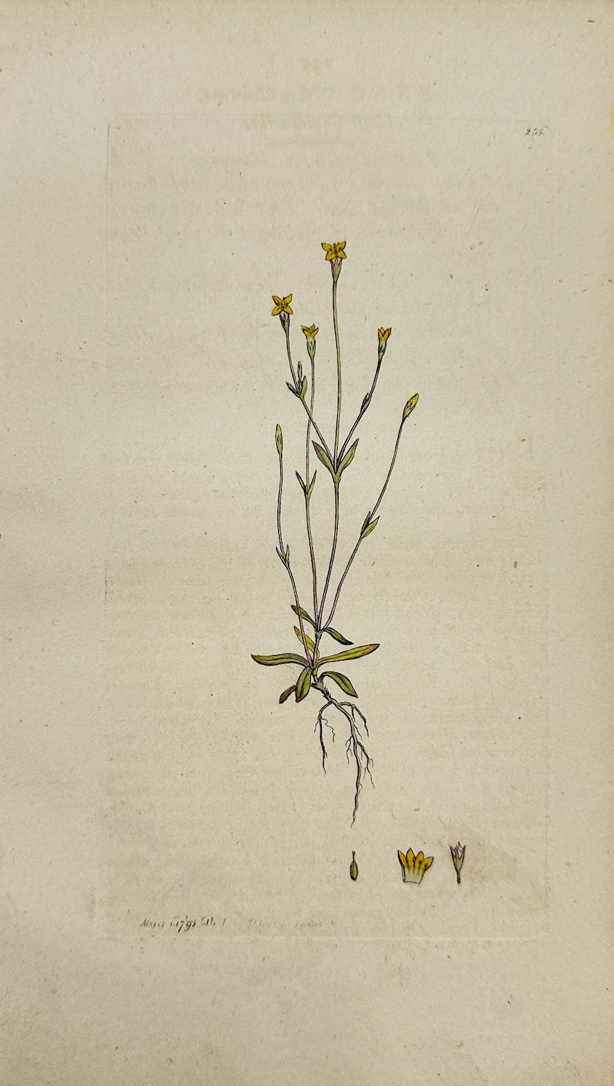 Antique Print - Sowerby - Exacum Filiforme - Threadleaf False Buttonweed - F1