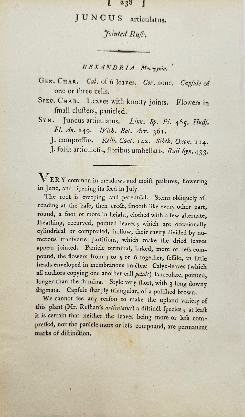 Antique Botanical Print - James Sowerby - Juncus Articulatus - Jointed Rush - F1