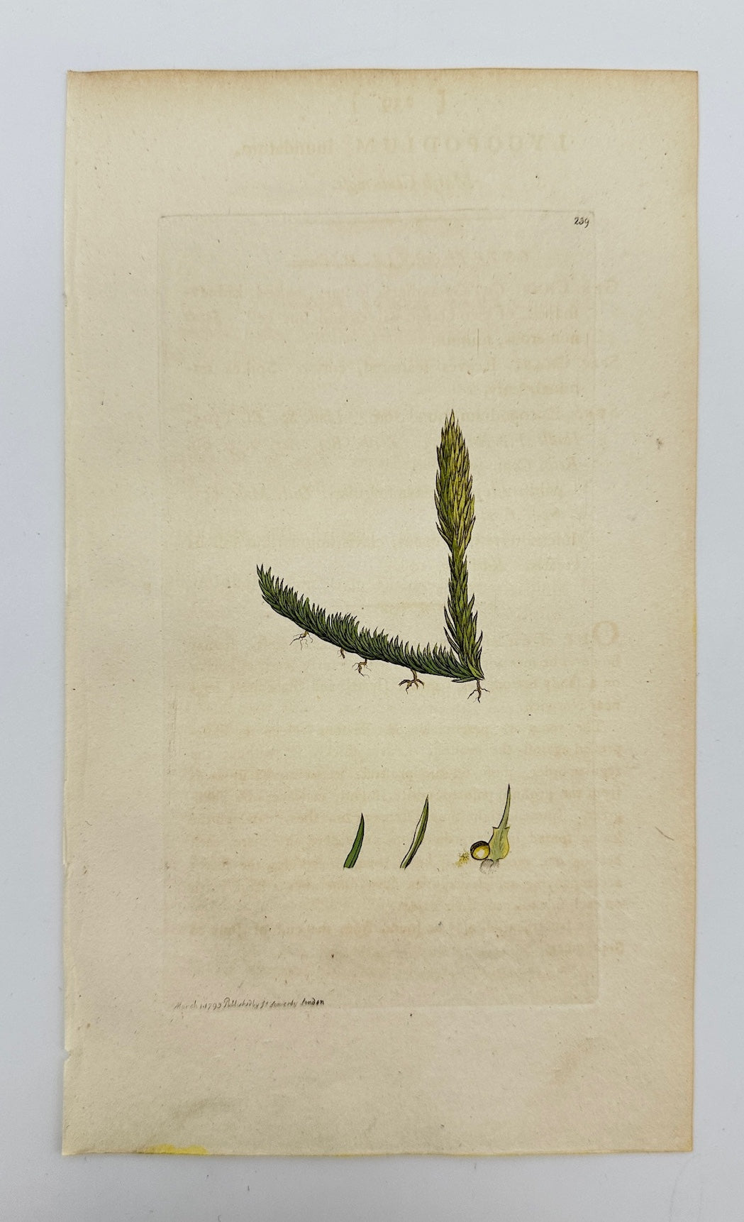Antique Print - James Sowerby - Lycopodium Inundatum - Marsh Clubmoss - F1