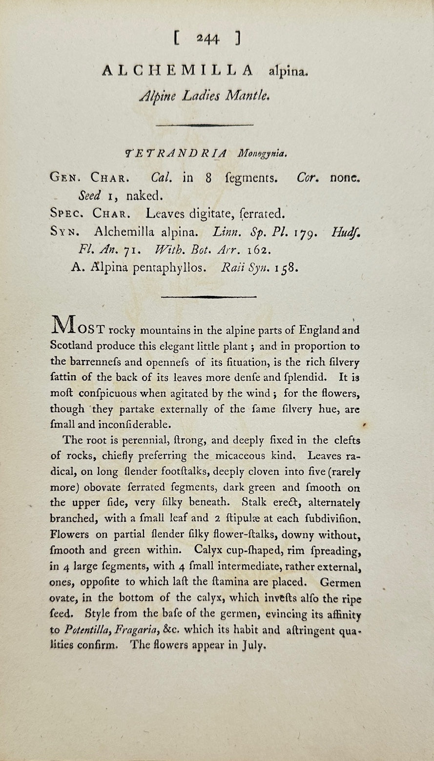 Antique Print - James Sowerby - Alchemilla Alpina - Alpine Lady's Mantle - F1