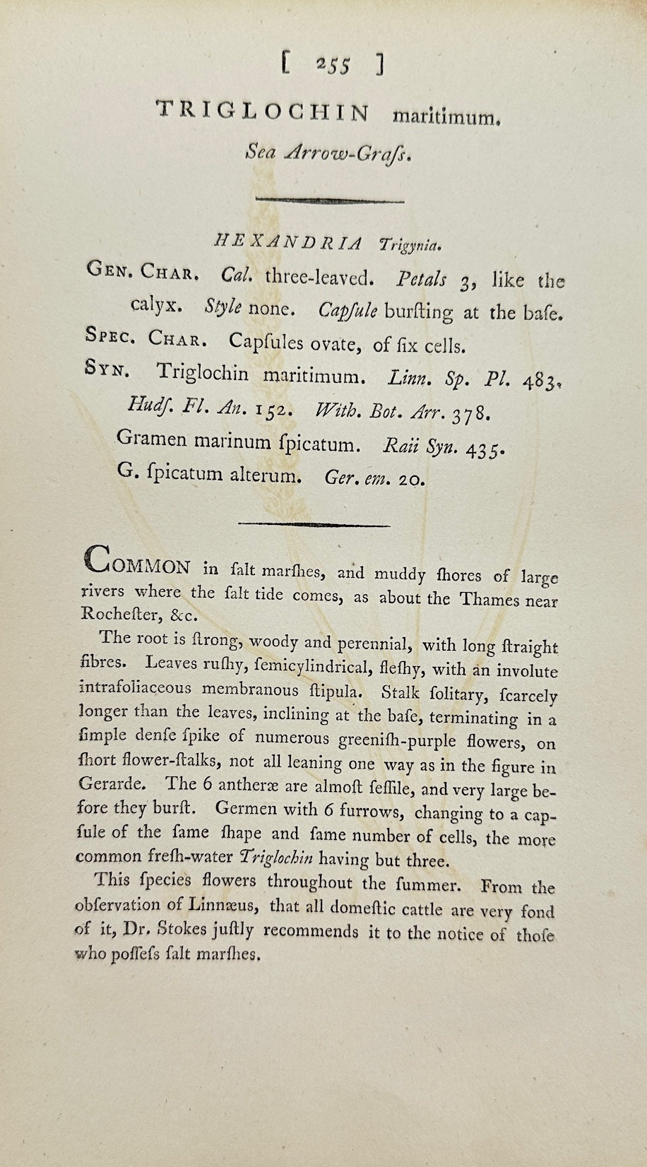 Antique Print - James Sowerby - Triglochin Maritimum - Sea Arrowgrass - F1