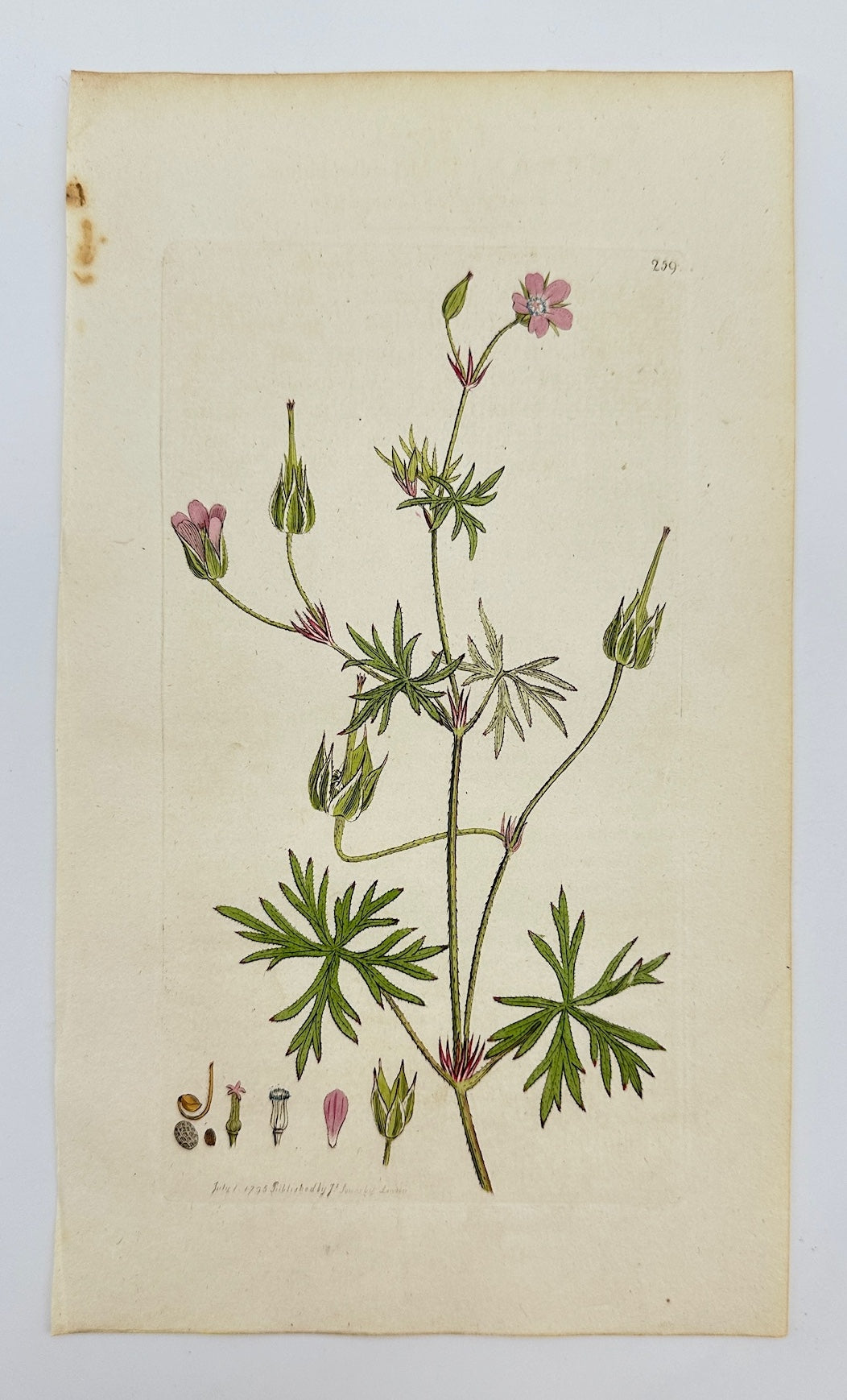 Antique Print - Sowerby - Geranium Columbinum - Long-stalked Cranesbill - F1