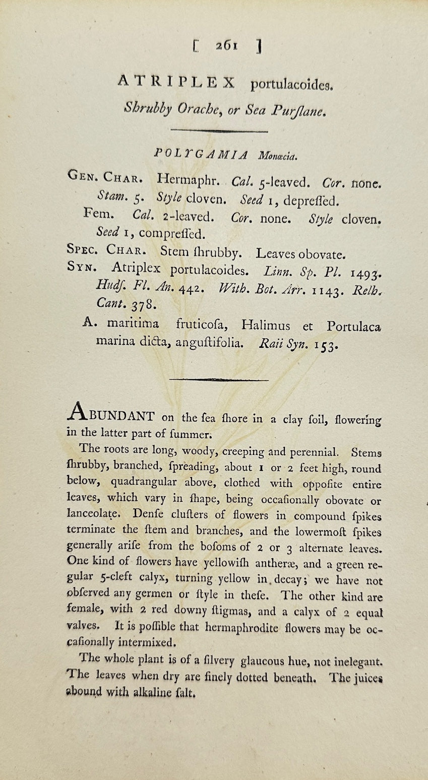 Antique Print - James Sowerby - Atriplex Portulacoides - Sea Purslane - F1
