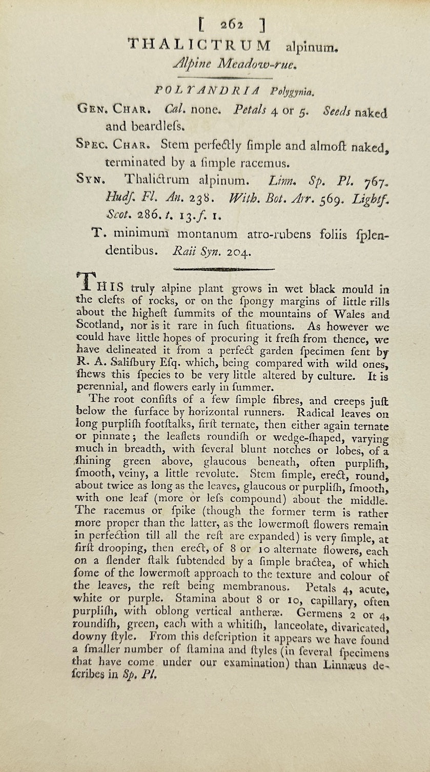 Antique Print - James Sowerby - Thalictrum Alpinum - Alpine Meadow-rue - F1