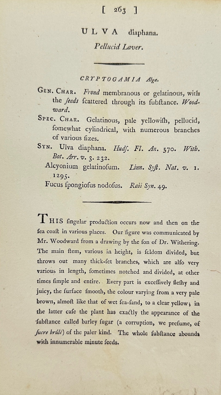 Antique Print - James Sowerby - Ulva Diaphana - Transparent Sea Lettuce - F1