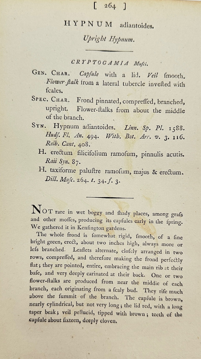 Antique Print - James Sowerby - Hypnum Adiantoides - Fern-like Hypnum Moss - F1