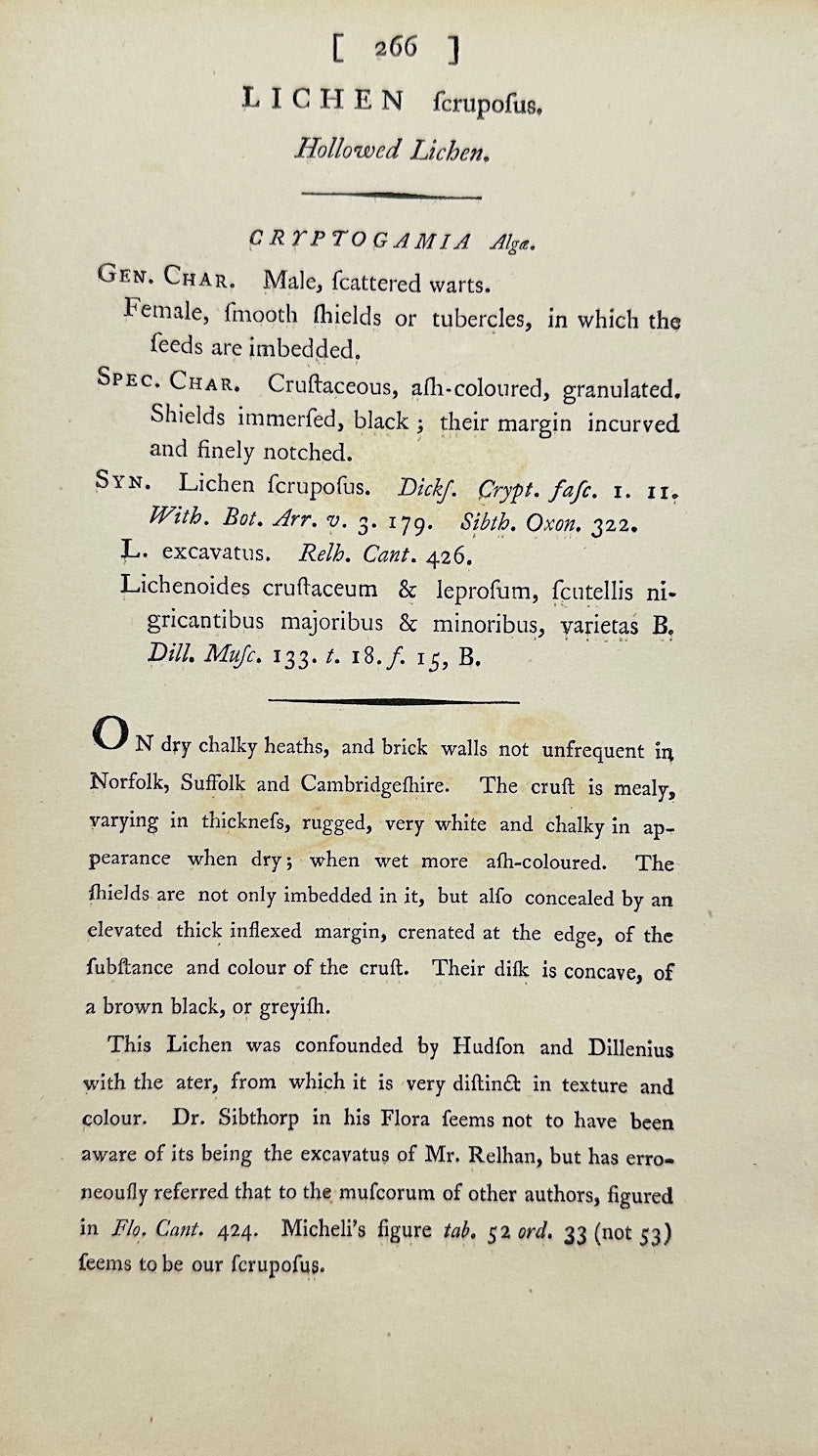 Antique Print - James Sowerby - Lichen Fruticulosus - Shrubby Lichen - F1