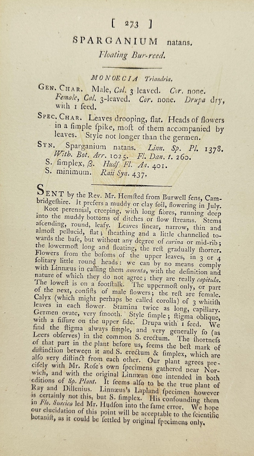 Antique Print - James Sowerby - Sparganium Natans - Floating Bur-reed - F1