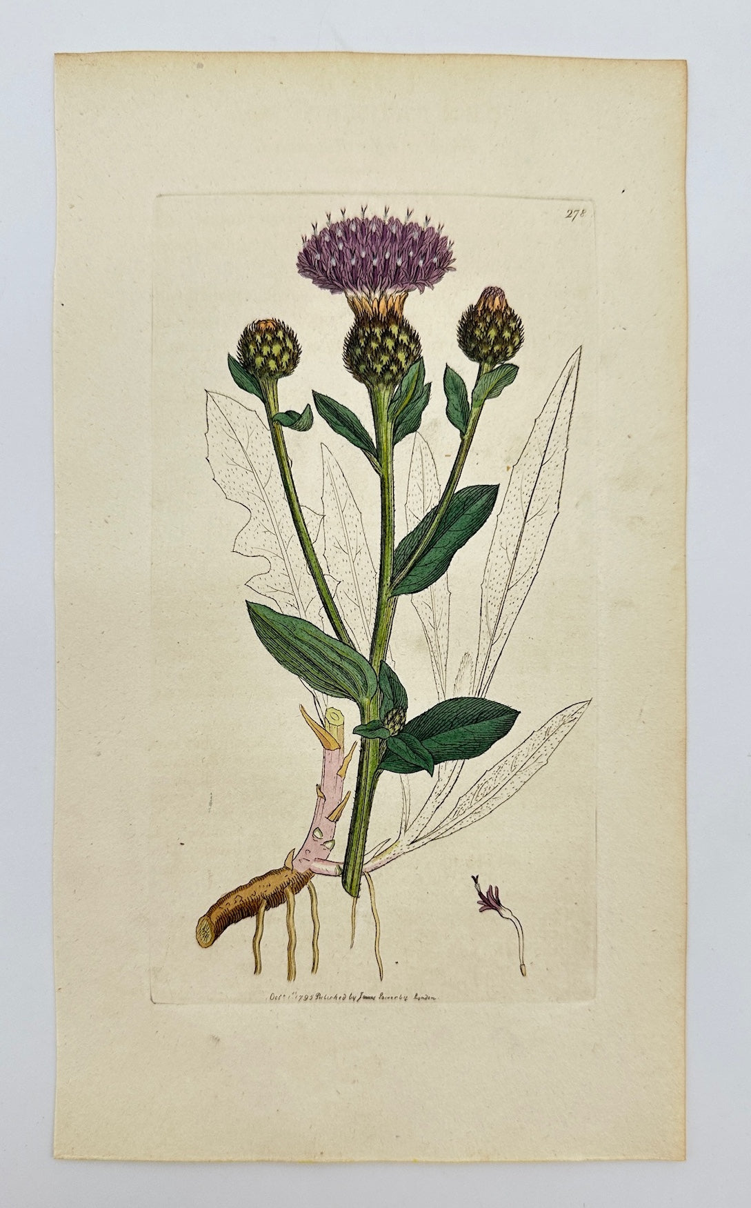 Antique Botanical Print - James Sowerby - Centaurea Nigra - Common Knapweed - F1