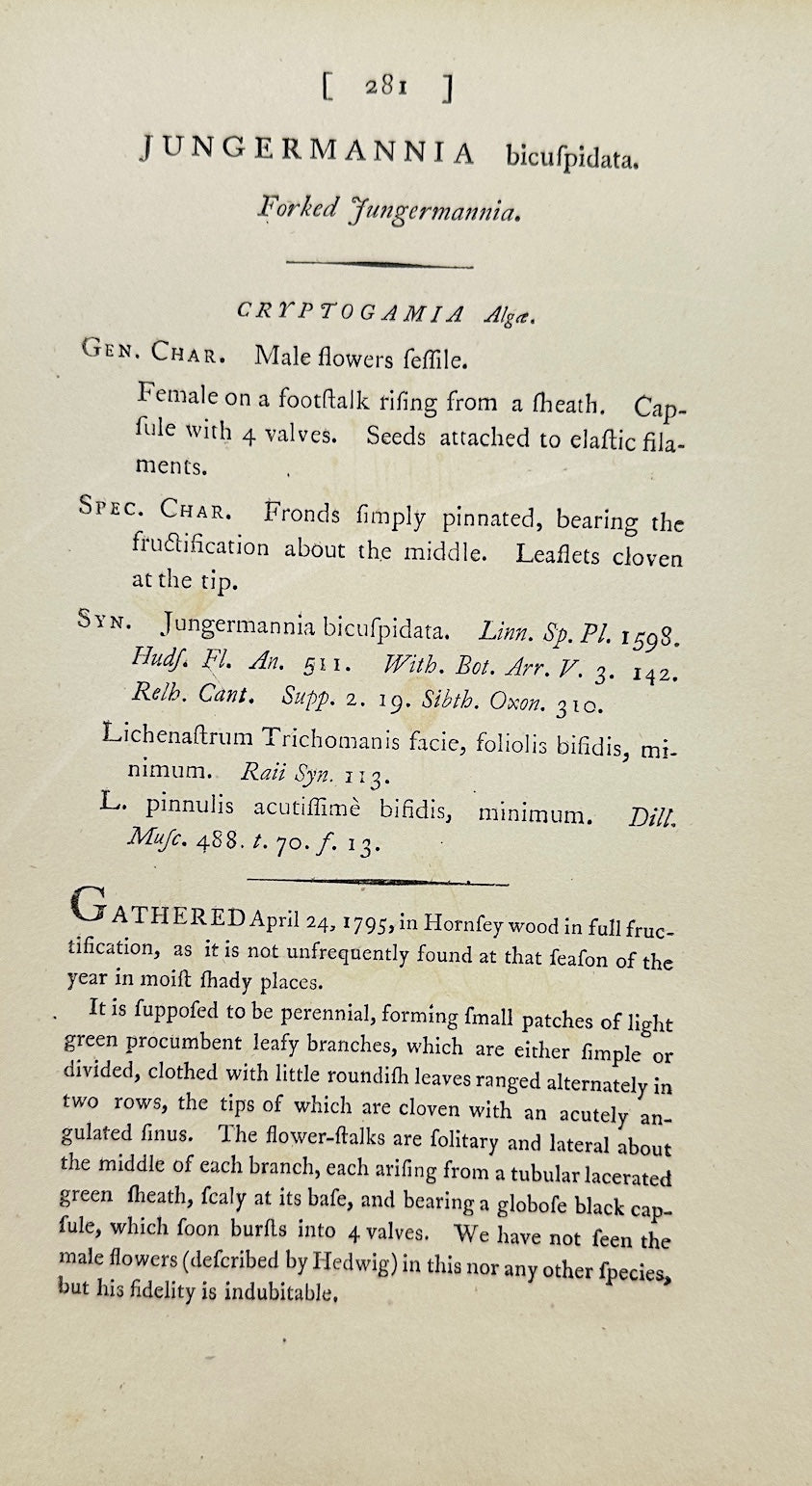 Antique Print - Sowerby - Jungermannia Bicuspidata - Two-toothed Liverwort - F1
