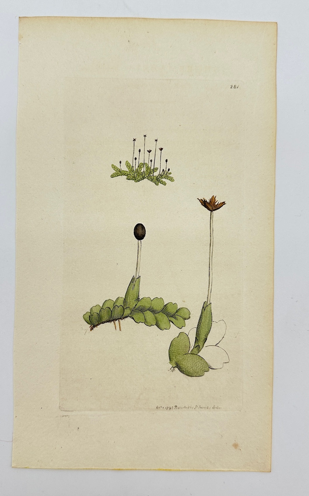 Antique Print - Sowerby - Jungermannia Bicuspidata - Two-toothed Liverwort - F1