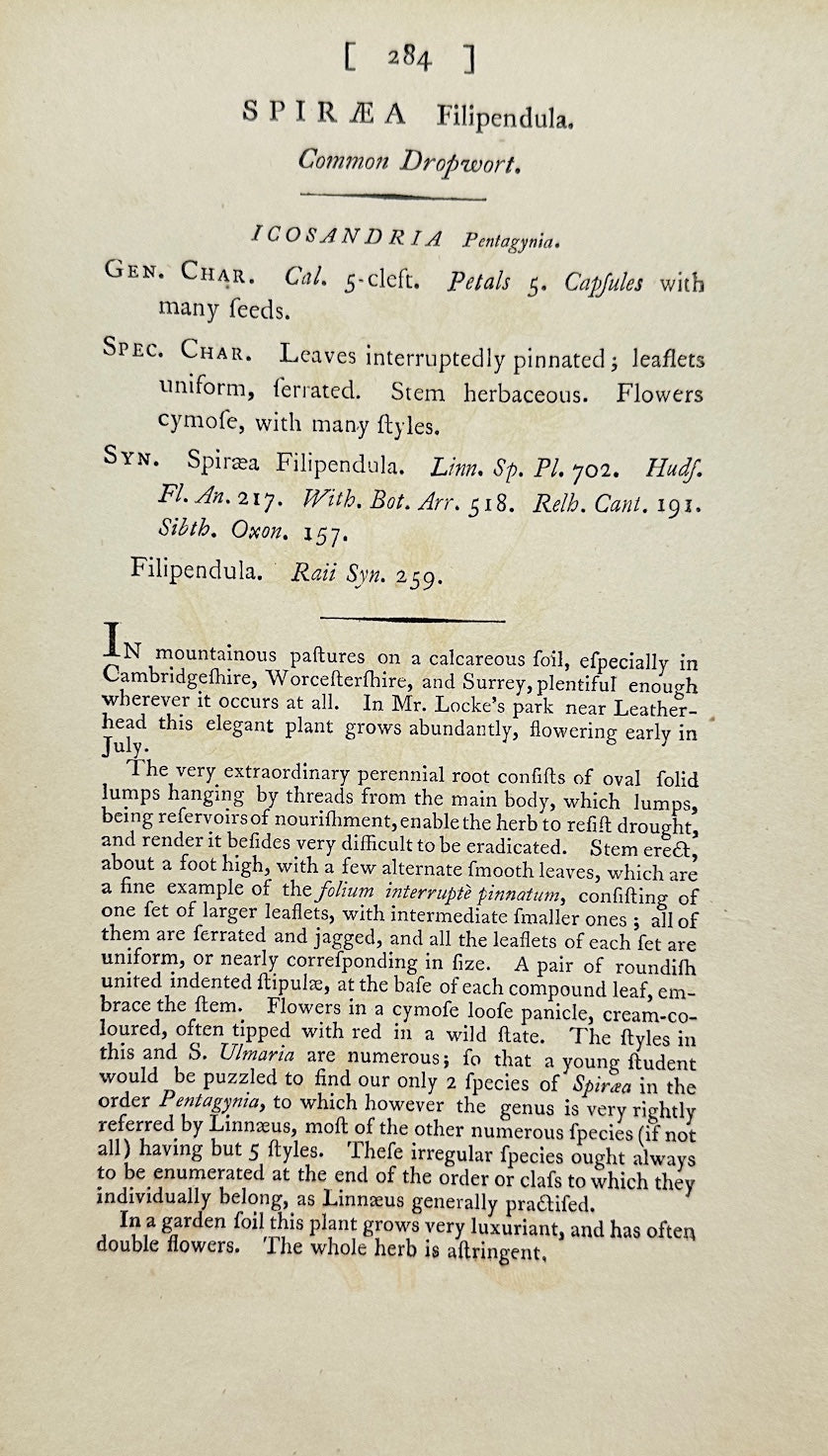 Antique Botanical Print - James Sowerby - Spiraea Filipendula - Dropwort - F1
