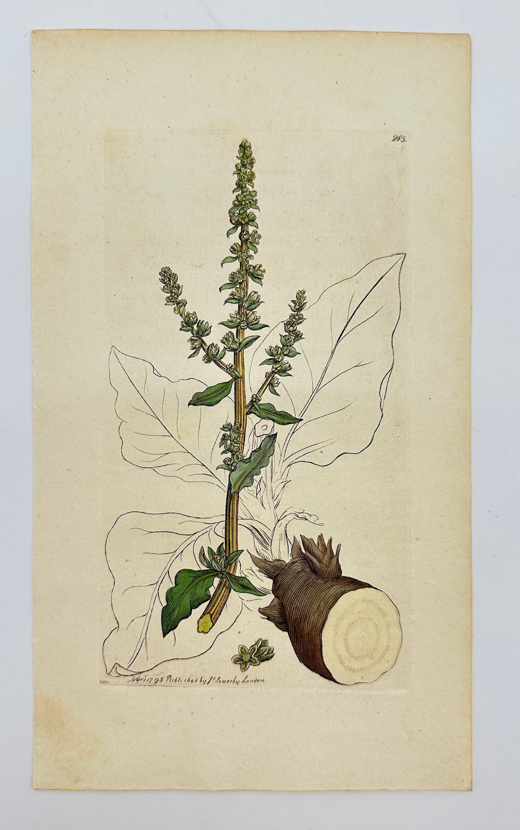 Antique Botanical Print - James Sowerby - Beta Maritima - Sea Beet - F1