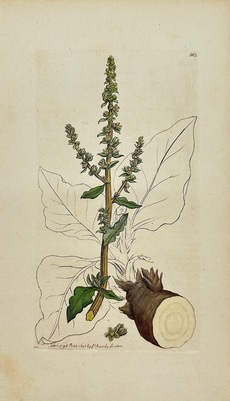 Antique Botanical Print - James Sowerby - Beta Maritima - Sea Beet - F1