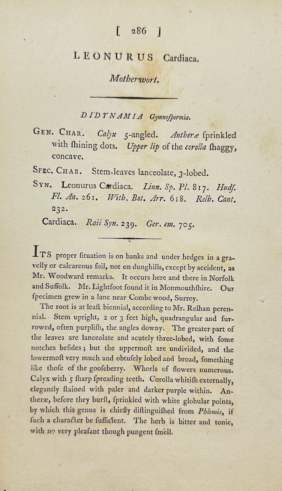 Antique Botanical Print - James Sowerby - Leonurus Cardiaca - Motherwort - F1