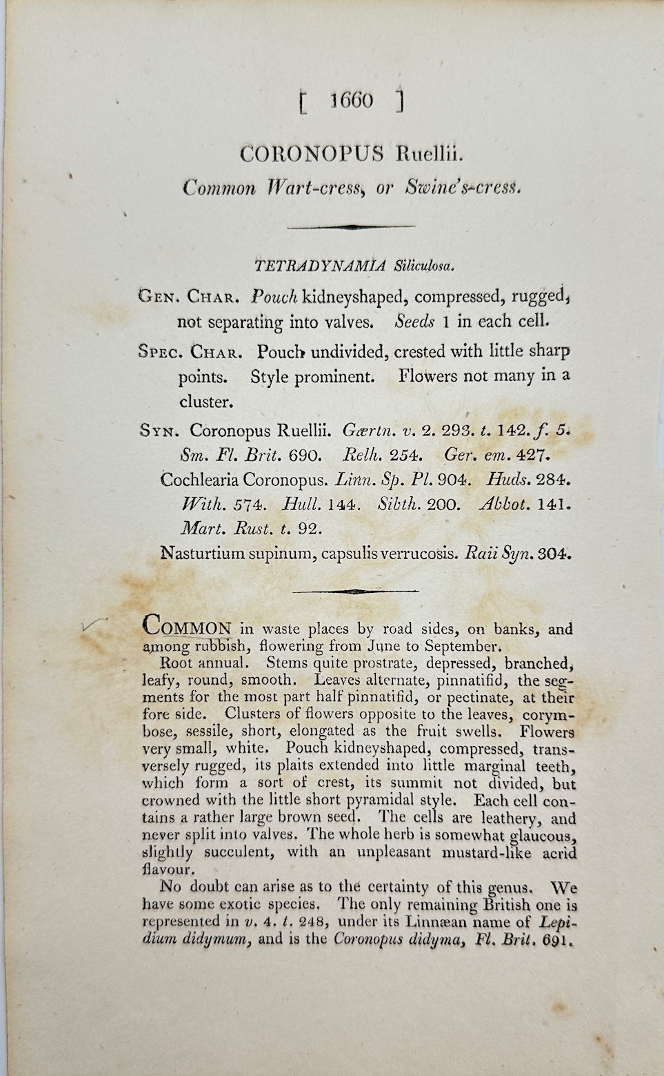 Antique Print - James Sowerby - Coronopus Ruellii - Ruell's Swine-cress - F1