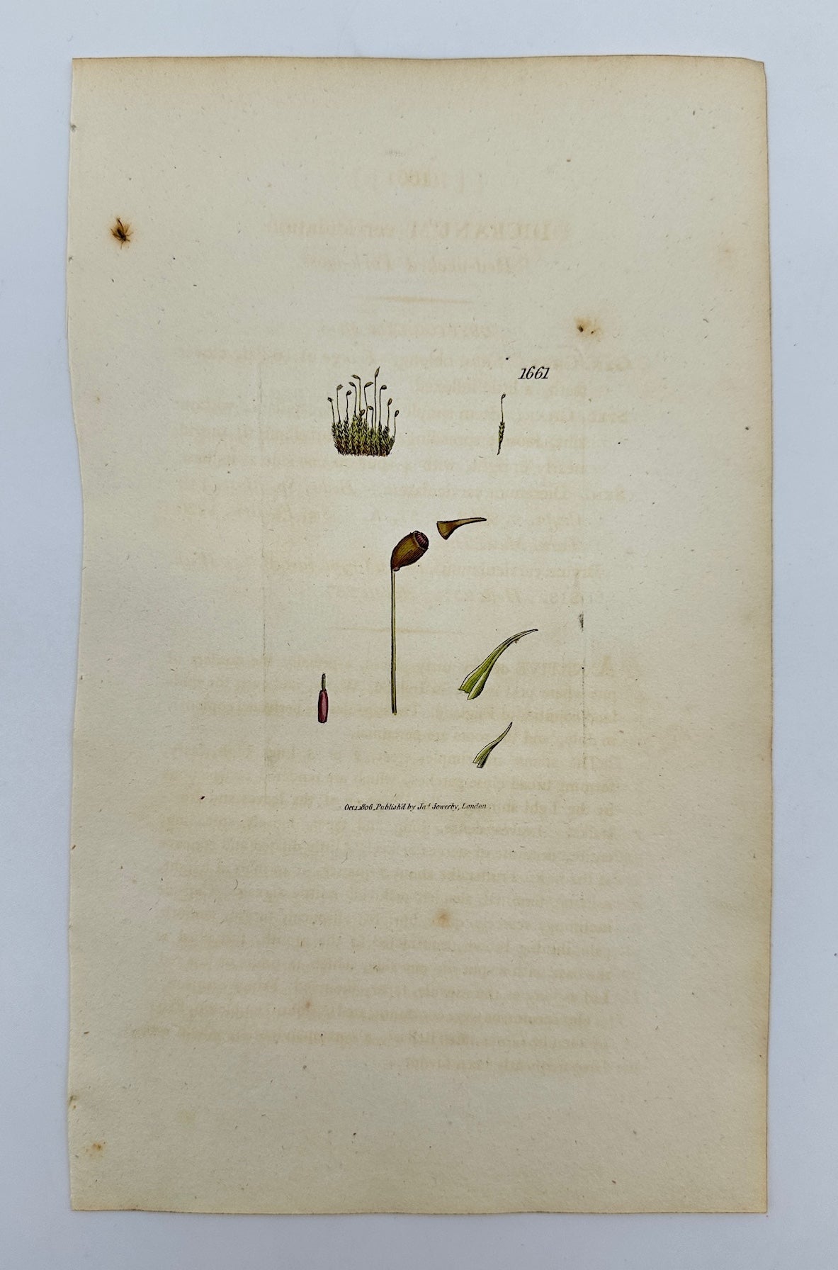 Antique Print - Sowerby - Dicranum Cerviculatum - Curved-leaved Fork-moss - F1