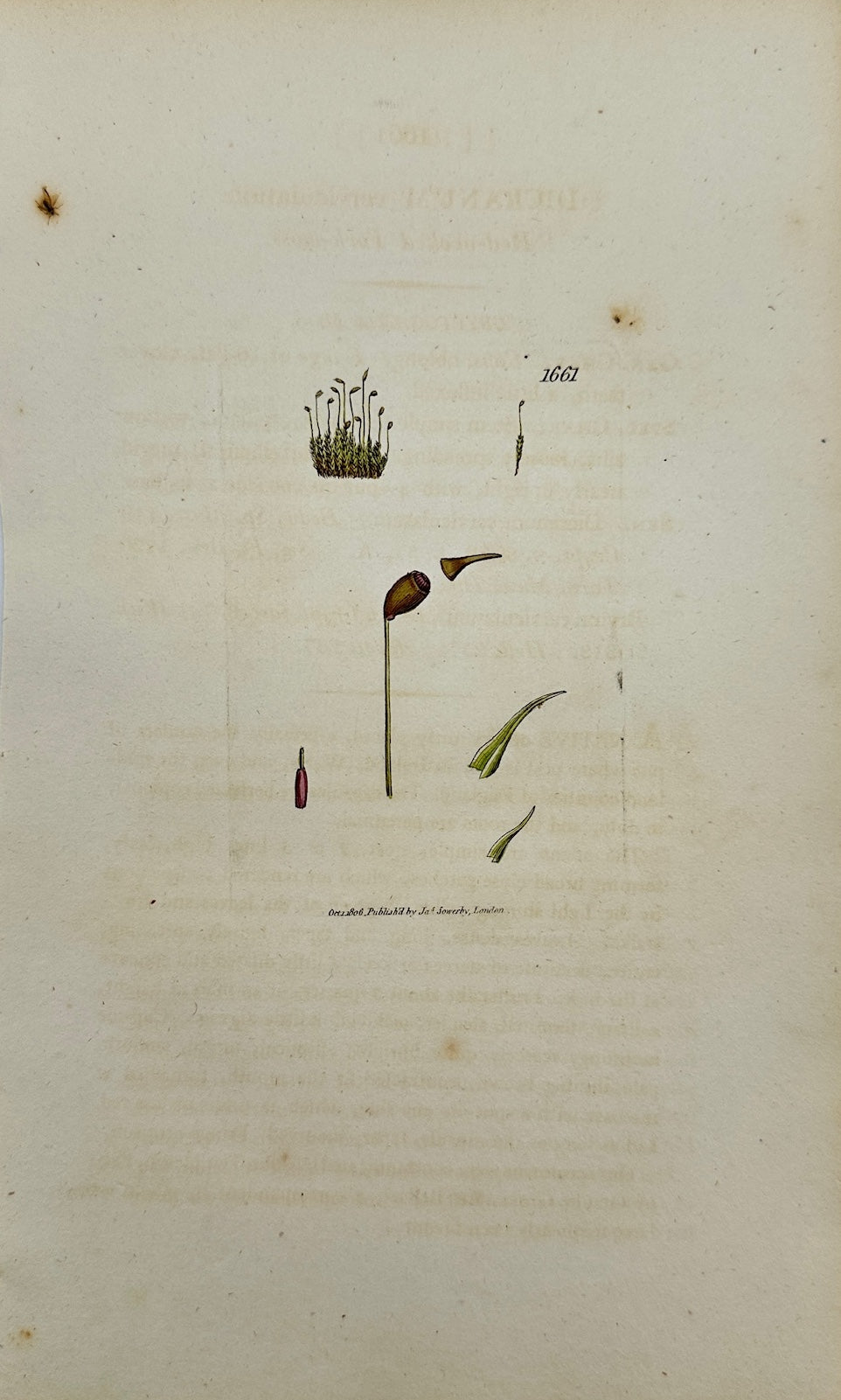 Antique Print - Sowerby - Dicranum Cerviculatum - Curved-leaved Fork-moss - F1