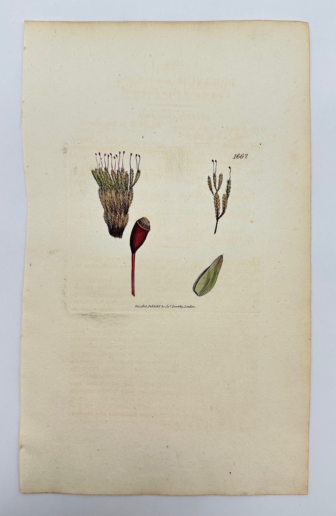 Antique Print - Sowerby - Dicranum Osmundioides - Osmund-like Fork-moss - F1