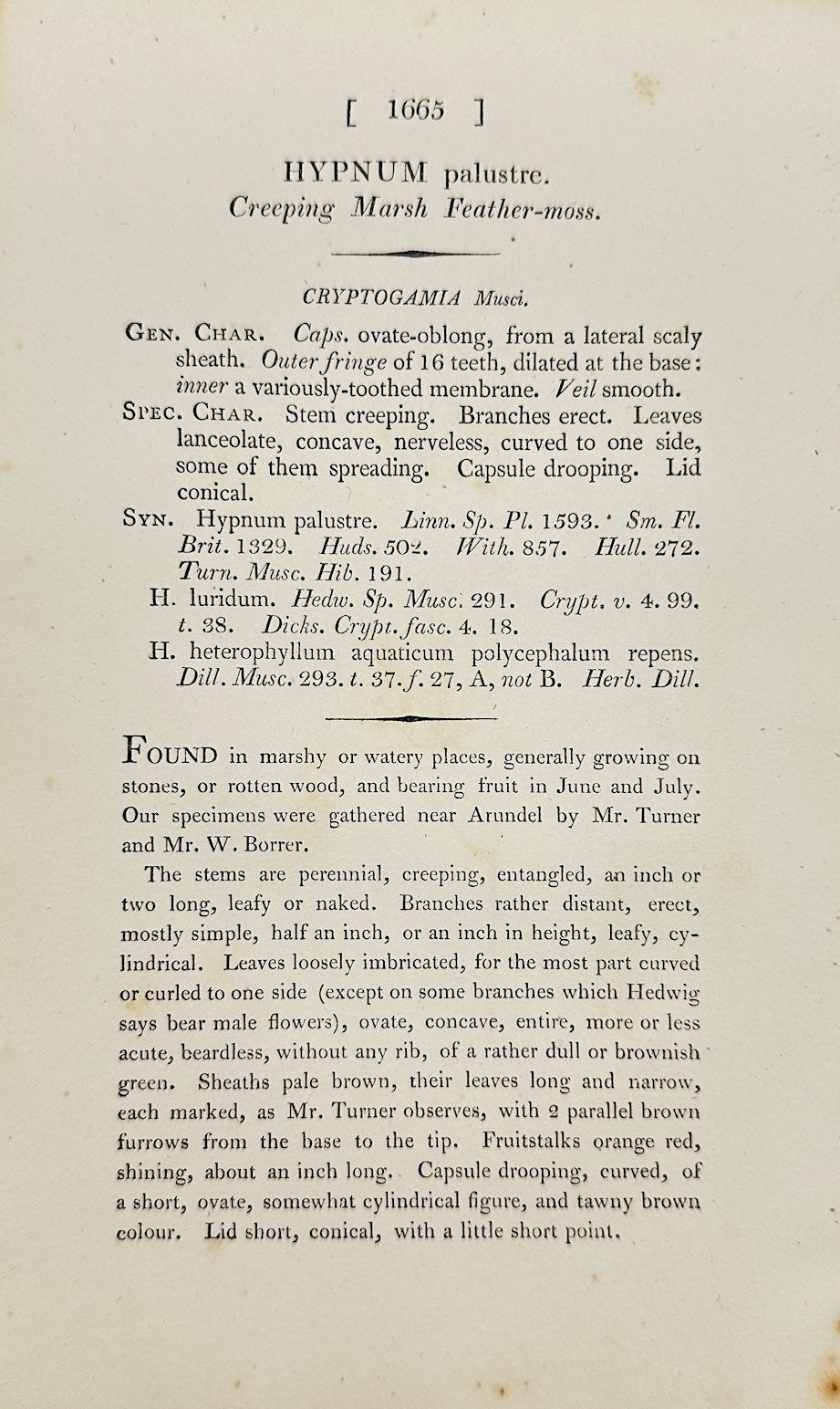 Antique Print - James Sowerby - Hypnum Palustre - Marsh Hypnum Moss - F1
