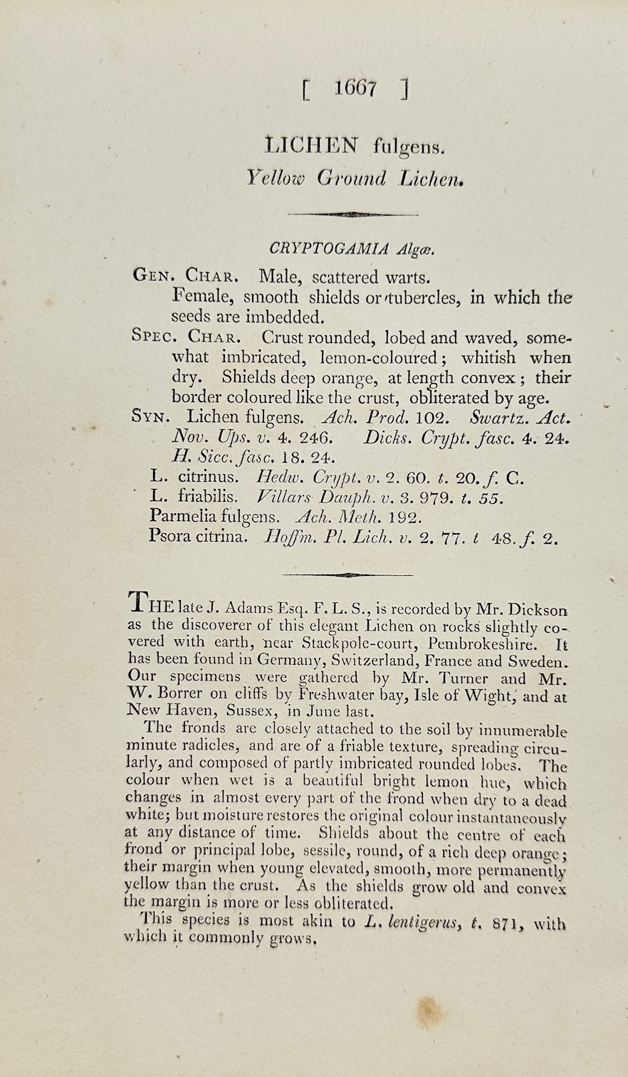 Antique Print - James Sowerby - Lichen Fulgens - Yellow Ground Lichen - F1