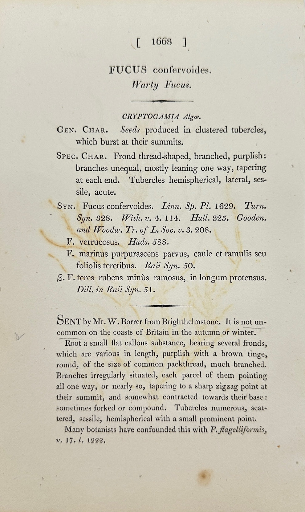 Antique Print - James Sowerby - Fucus Confervoides - Conferva-like Seaweed - F1