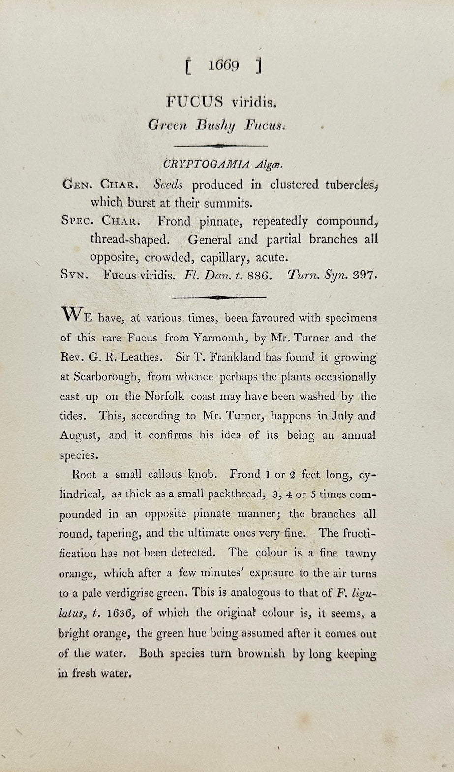 Antique Botanical Print - James Sowerby - Fucus Viridis - Green Seaweed - F1