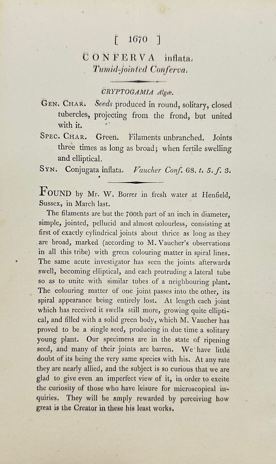 Antique Print - James Sowerby - Conferva Inflata - Inflated Conferva - F1