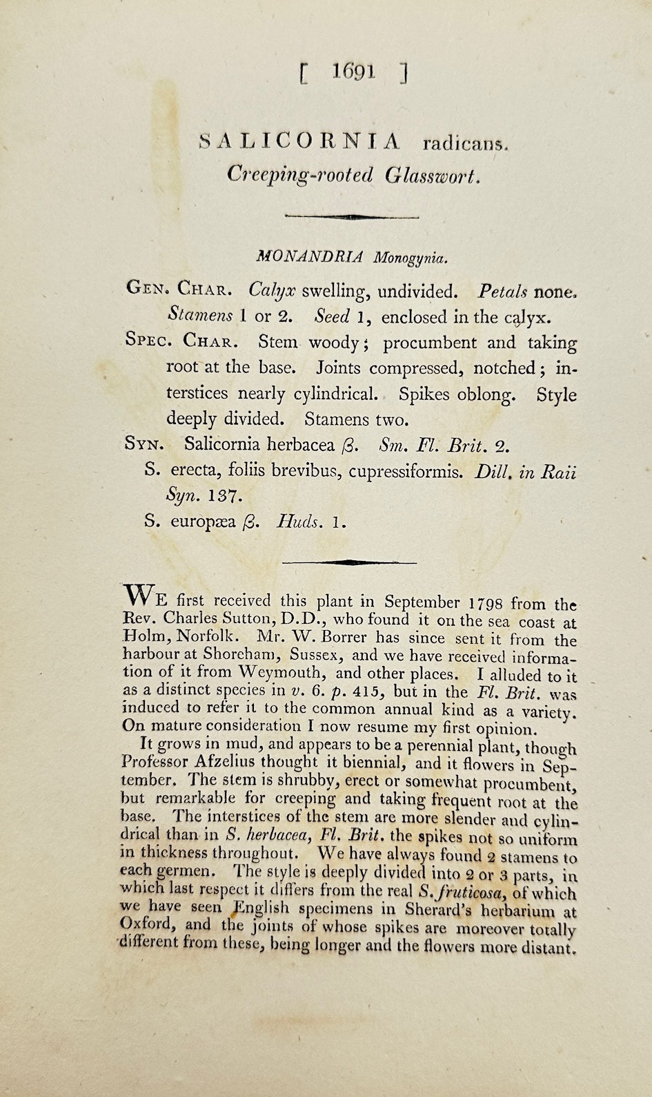 Antique Print - James Sowerby - Salicornia Radicans - Rooting Glasswort - F1
