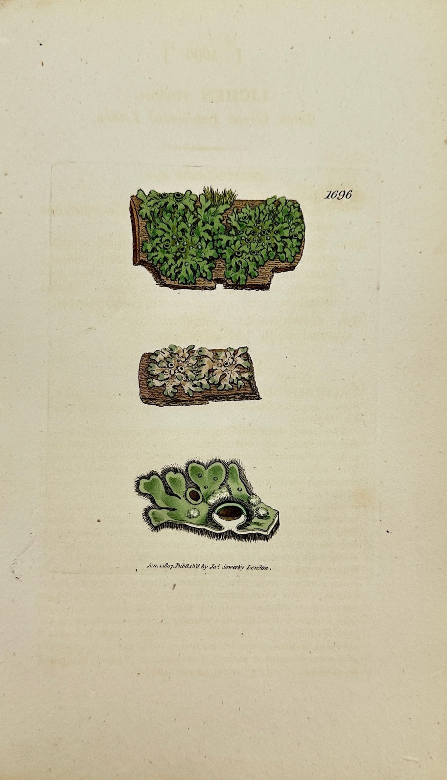 Antique Print - Sowerby - Lichen Virellus - Little Green Imbricated Lichen - F1