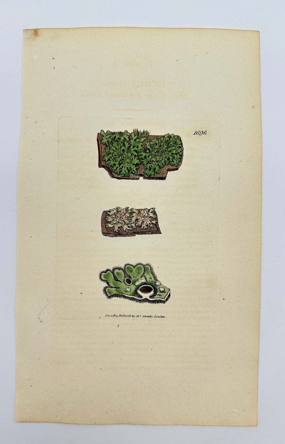 Antique Print - Sowerby - Lichen Virellus - Little Green Imbricated Lichen - F1