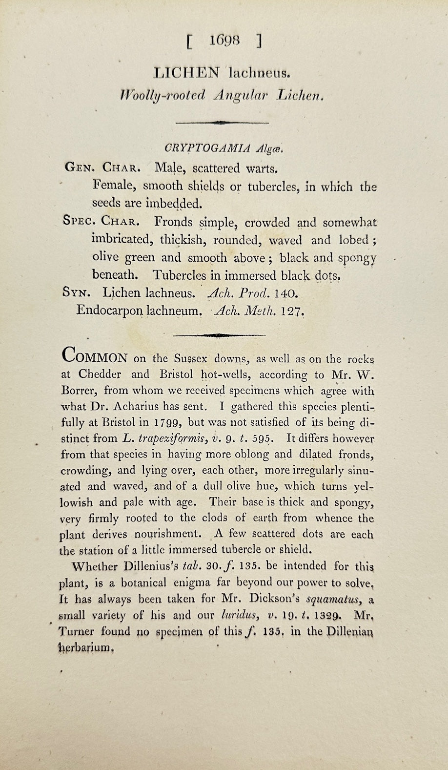 Antique Botanical Print - James Sowerby - Lichen Lachneus - Lichen Lachneus - F1