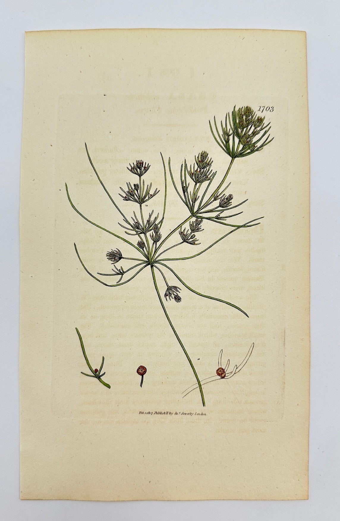 Antique Botanical Print - James Sowerby - Chara Nidifica - Nidifying Chara - F1