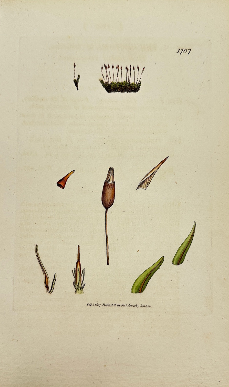 Antique Print - Sowerby - Trichostomum Trifarium - Three-rowed Trichostomum - F1