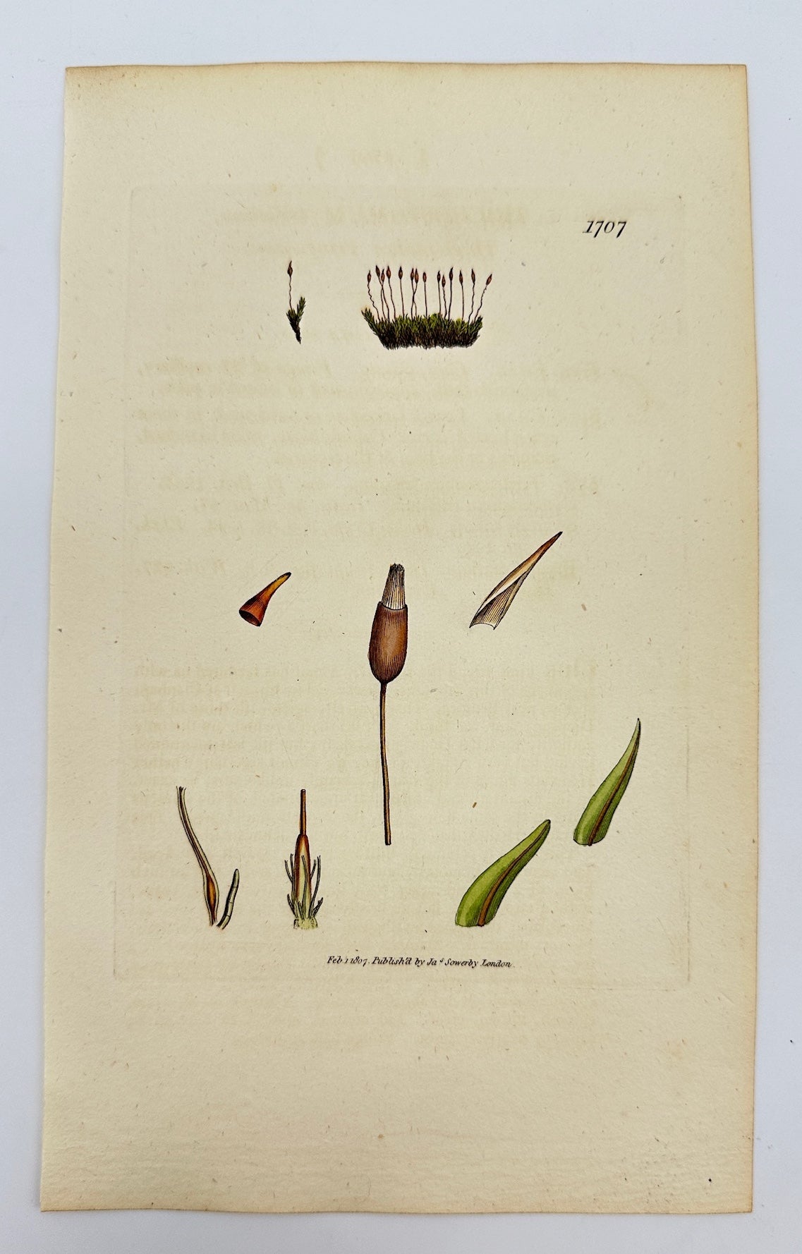 Antique Print - Sowerby - Trichostomum Trifarium - Three-rowed Trichostomum - F1