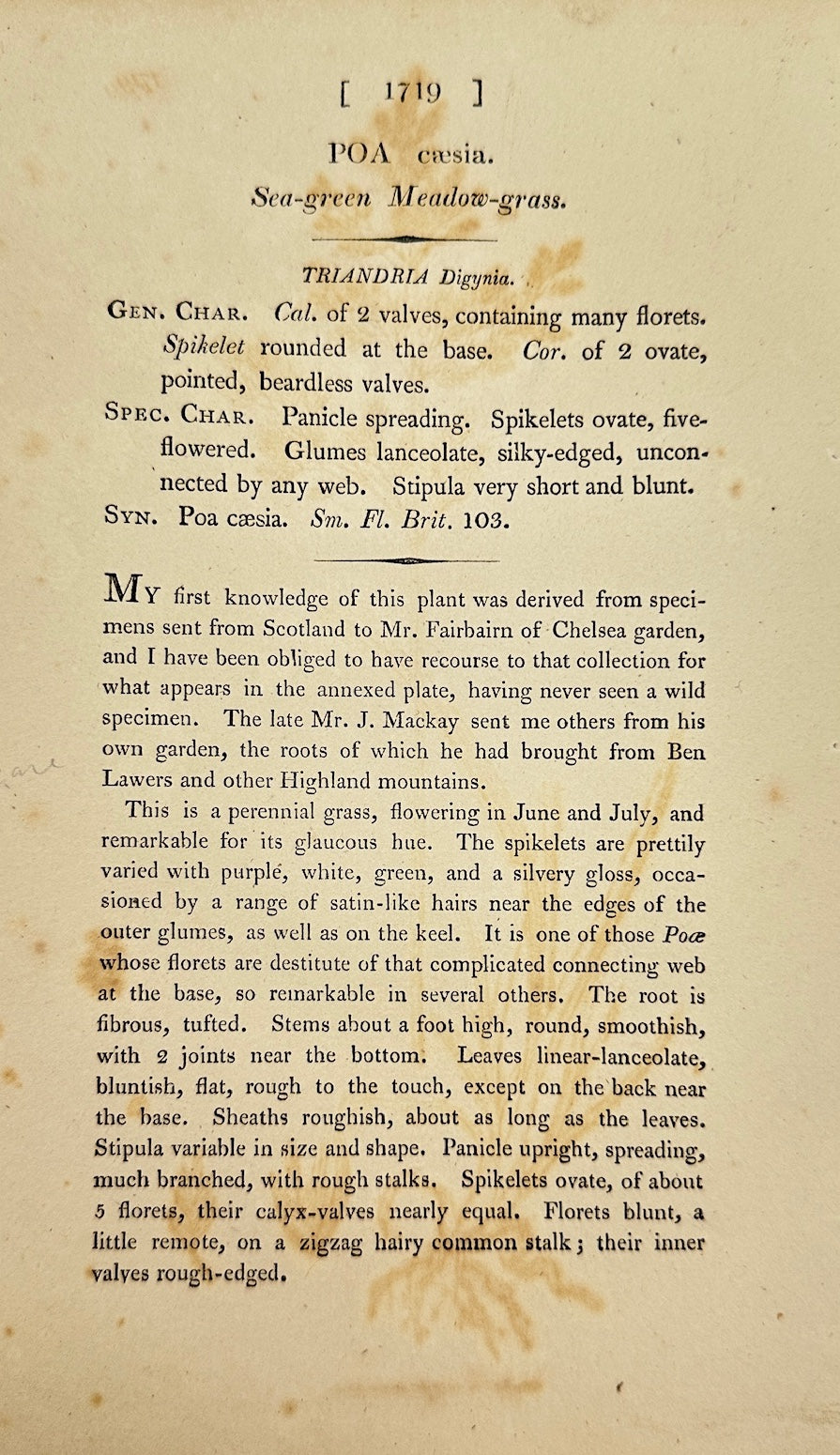 Antique Botanical Print - James Sowerby - Poa Cæsia - Bluegrass - F1