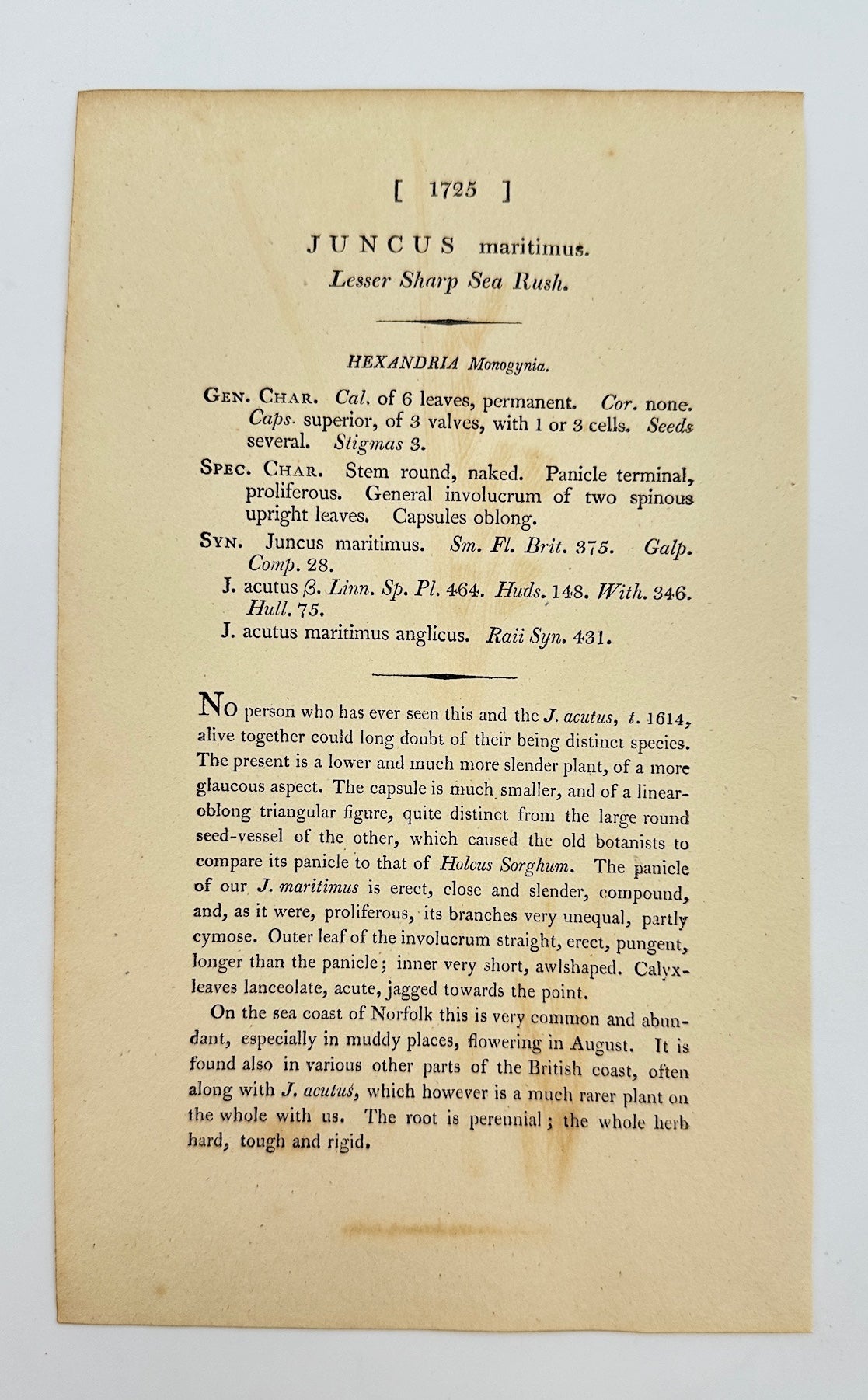 Antique Botanical Print - James Sowerby - Juncus Maritimus - Marsh Rush - F1