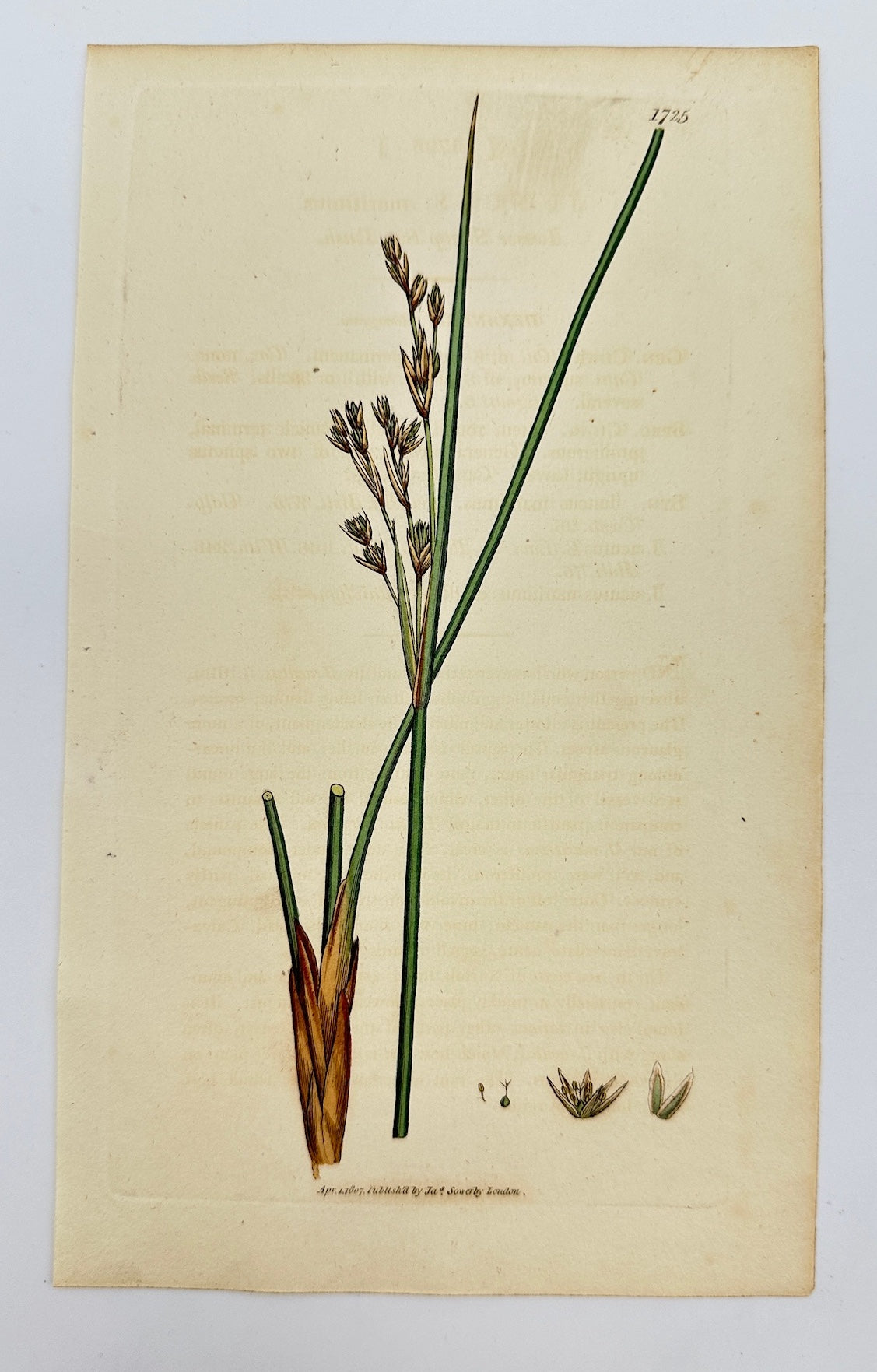 Antique Botanical Print - James Sowerby - Juncus Maritimus - Marsh Rush - F1