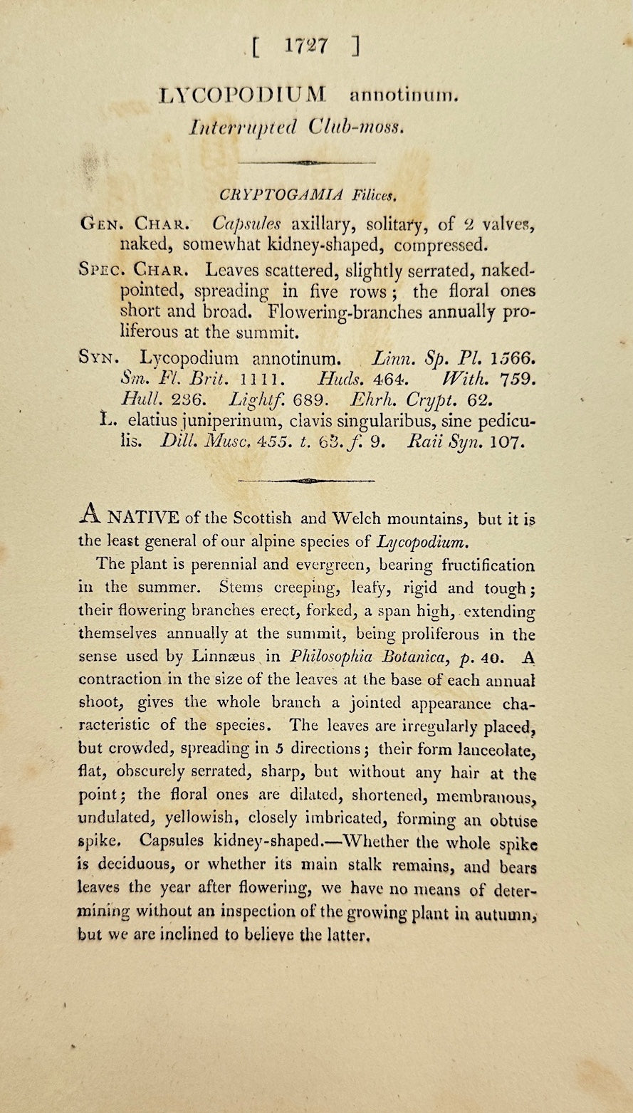 Antique Print - James Sowerby - Lycopodium Annotinum - Ground Cedar - F1