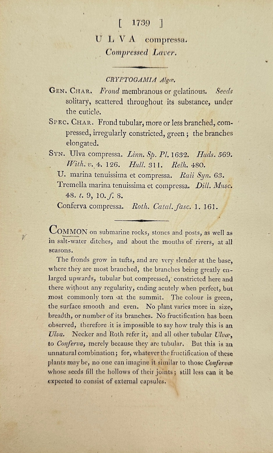Antique Print - James Sowerby - Ulva Compressa - Compressed Sea Lettuce - F1