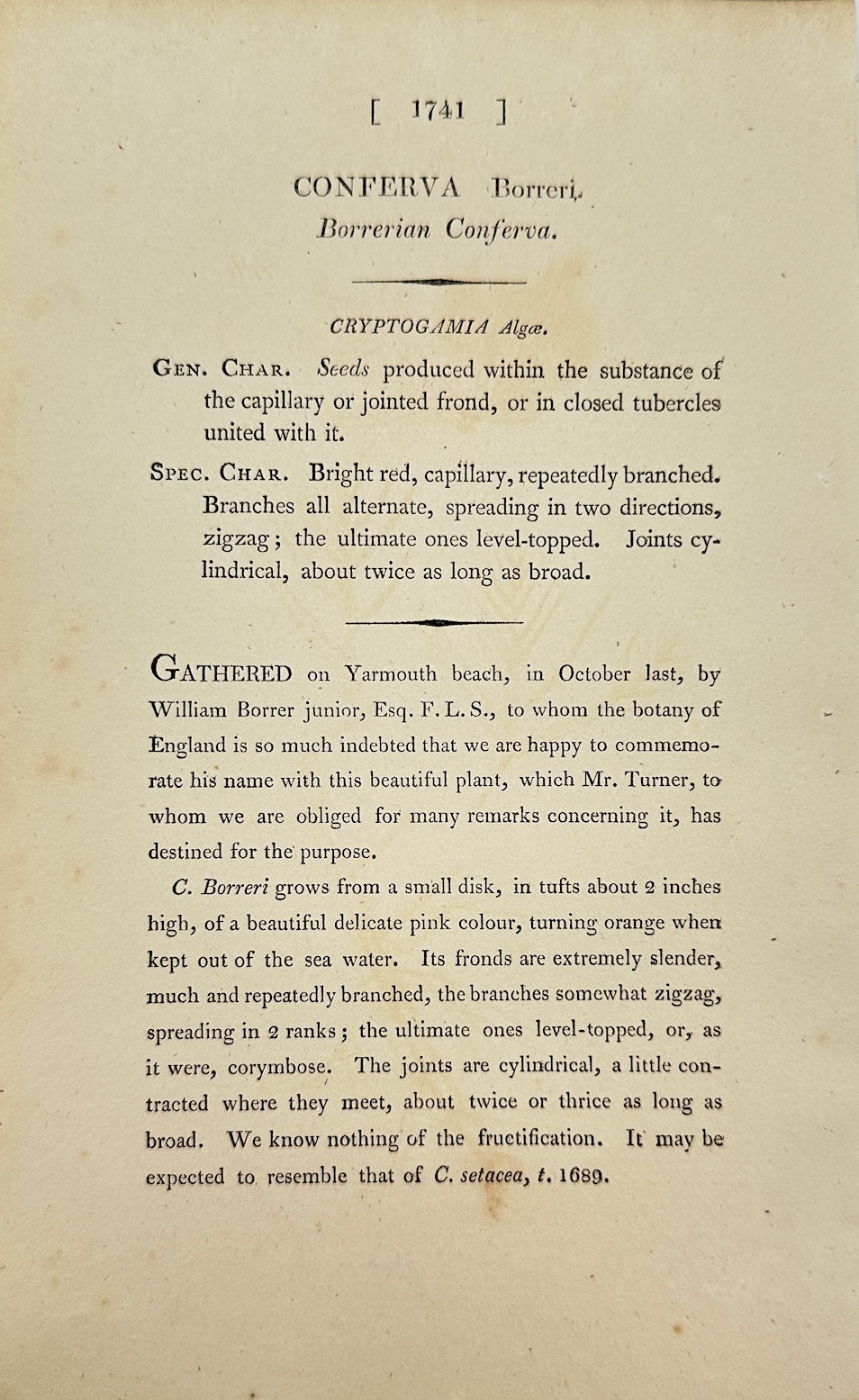 Antique Print - James Sowerby - Conferva Borreri - Borrer's Conferva - F1