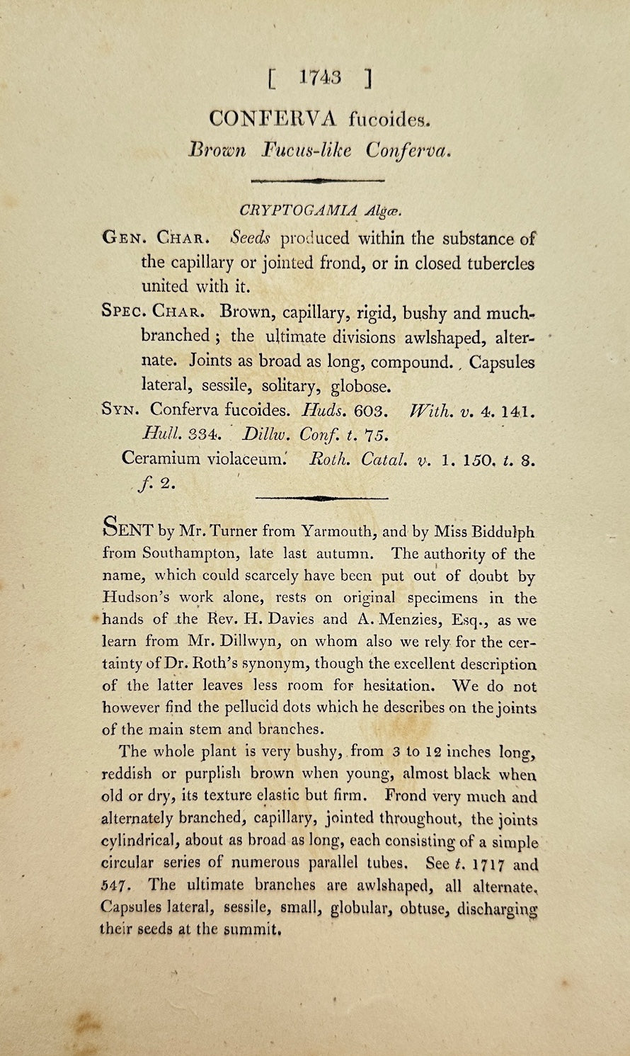 Antique Print - James Sowerby - Conferva Fucoides - Fucoid Conferva - F1