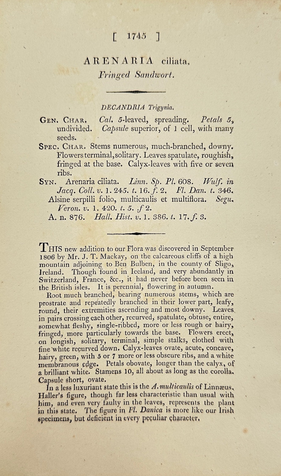 Antique Print - James Sowerby - Arenaria Ciliata - Fringed Sandwort - F1