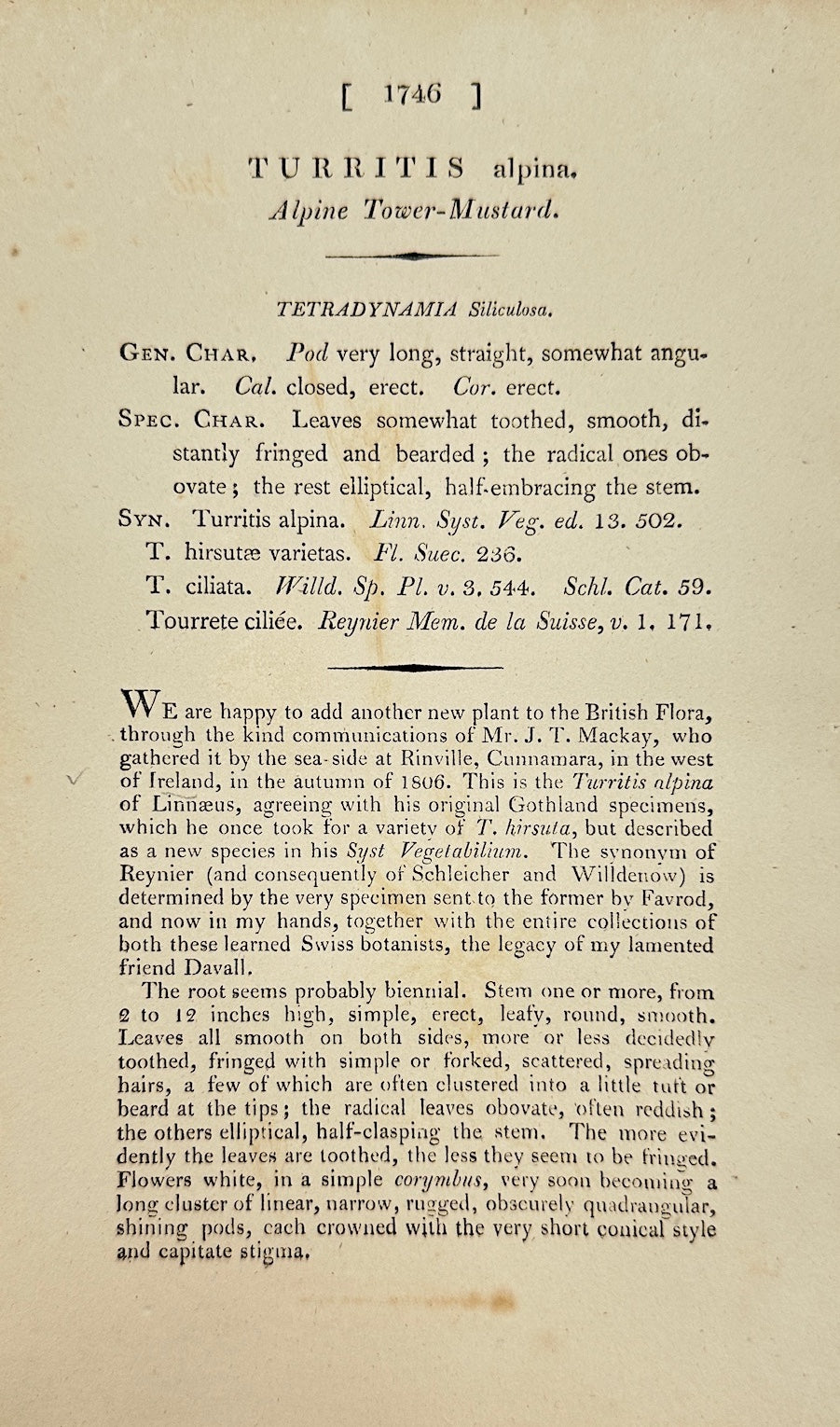 Antique Print - James Sowerby - Turritis Alpina - Alpine Tower Mustard - F1