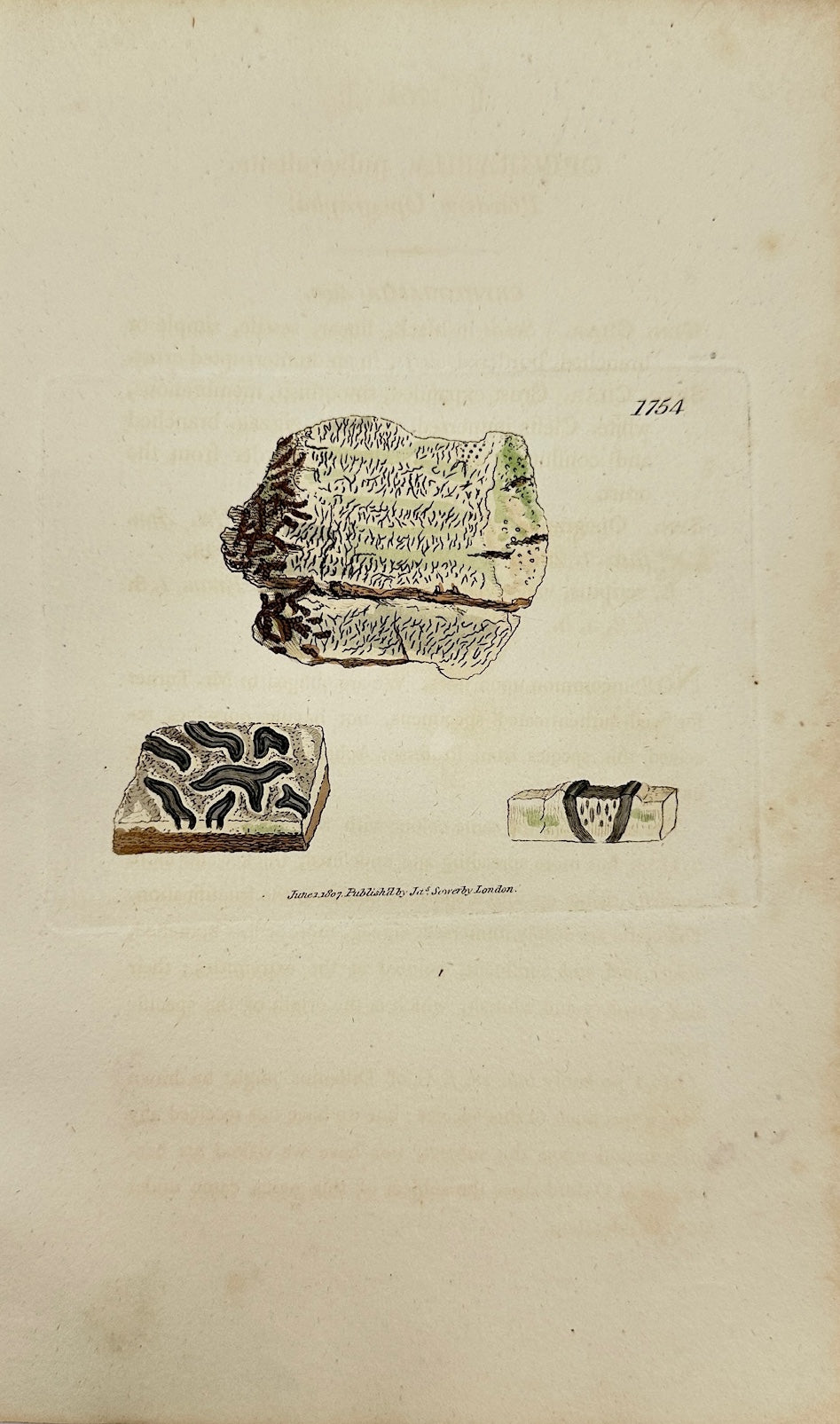 Antique Print - Sowerby - Opegrapha Pulverulenta - Pulverulent Opegrapha - F1