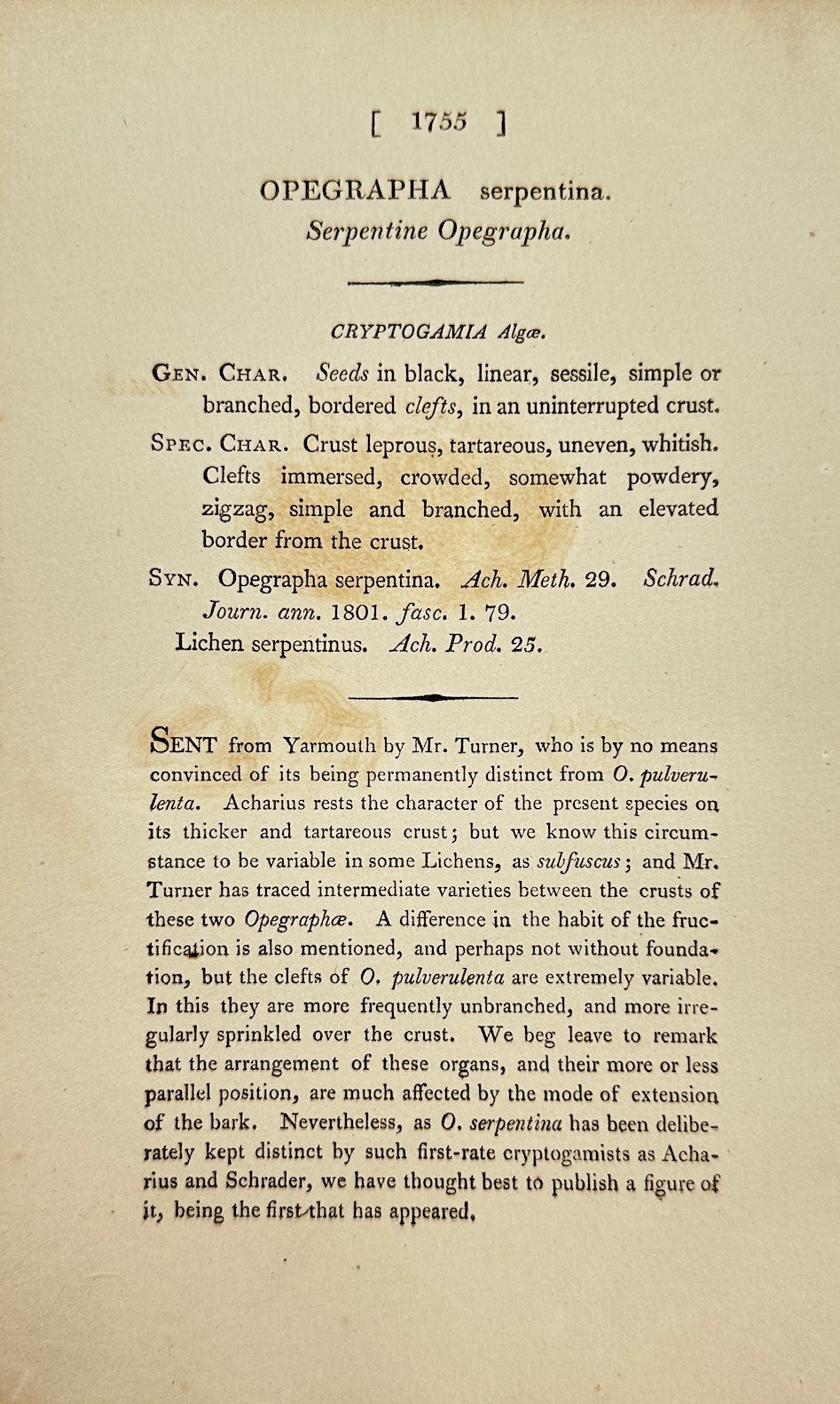 Antique Print - James Sowerby - Opegrapha Serpentina - Serpentine Opegrapha - F1