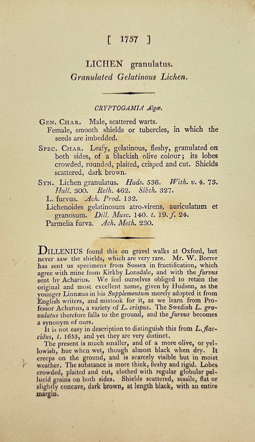 Antique Print - James Sowerby - Lichen Granulatus - Granulated Lichen - F1