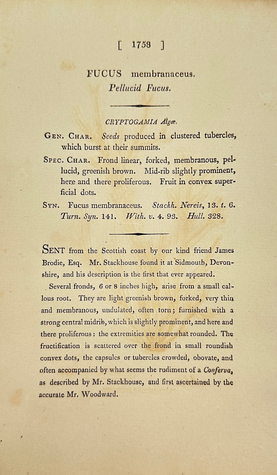 Antique Print - James Sowerby - Fucus Membranaceus - Membranous Fucus - F1